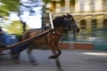 Running Ghost Like Horse at The Saddlebag Island Street