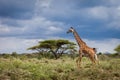 Running giraffe in Serengeti National Park, Tanzania Royalty Free Stock Photo