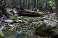 Running glacier melt water in a shallow stream along the Trail of Cedars path to Avalanche Lake in Glacier National Park