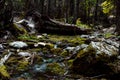 Running glacier melt water in a shallow stream along the Trail of Cedars path to Avalanche Lake in Glacier National Park