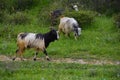 Running goat on meadow Royalty Free Stock Photo