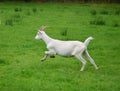 Running goat Royalty Free Stock Photo