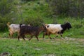 Goats on meadow Royalty Free Stock Photo