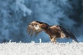 Running golden eagle