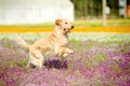 Running golden retriever dog Royalty Free Stock Photo