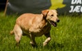 Running golden retriever