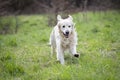 Running Golden Retriever in motion