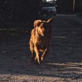 Running golden retriever outdoors on a sunny day