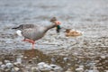 The running goose Royalty Free Stock Photo