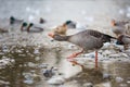 The running goose Royalty Free Stock Photo