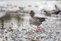 The running goose Royalty Free Stock Photo