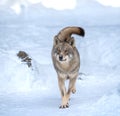 running gray wolf in snow Royalty Free Stock Photo