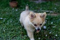 Running through a green yard, a small Pomeranian puppy plays