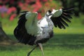 Running grey crowned crane