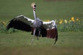 Running grey crowned crane Royalty Free Stock Photo