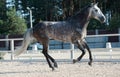 Running grey sportive horse in manage