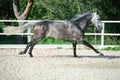 Running grey sportive horse in manage