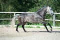 Running grey sportive horse in manage Royalty Free Stock Photo