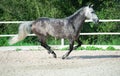 Running grey sportive horse in manage Royalty Free Stock Photo