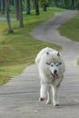 Running grey white Alaskan Malamute dog