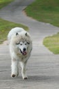 Running grey white Alaskan Malamute dog