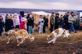 Running greyhounds on dog competition Royalty Free Stock Photo