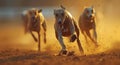 running greyhounds on the track