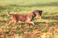 Running griffon breed  dog outdoors at autumn nature Royalty Free Stock Photo
