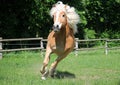 Running Haflinger horse Royalty Free Stock Photo