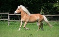 Beautiful haflinger horse is running on the paddock Royalty Free Stock Photo