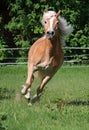 Running haflinger horse on the paddock Royalty Free Stock Photo