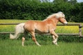 Running haflinger horse on the paddock Royalty Free Stock Photo