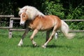 Running haflinger horse on the paddock Royalty Free Stock Photo