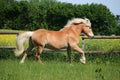 Running haflinger horse on the paddock Royalty Free Stock Photo