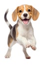 Running happy Beagle puppy on a transparent background Royalty Free Stock Photo