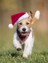 Running happy funny christmas santa dog Royalty Free Stock Photo