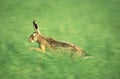 Running hare