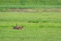Running hares Royalty Free Stock Photo