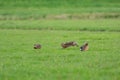 Running hares Royalty Free Stock Photo