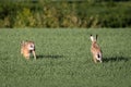 Running hares Royalty Free Stock Photo