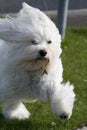 Running Havanese