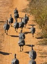 Running Helmeted Guineafowls Royalty Free Stock Photo