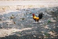Running hen . rooster or chicken jumping on to the air. Black rooster or chicken. Royalty Free Stock Photo