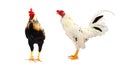 Running hen . rooster or chicken jumping on to the air. Black rooster or chicken. Royalty Free Stock Photo