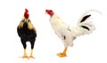 Running hen . rooster or chicken jumping on to the air. Black rooster or chicken. Royalty Free Stock Photo