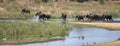 Running herd of African Elephants crossing the Sabi River in Kruger National Park in South Africa RSA Royalty Free Stock Photo