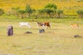 Running herd of cows Royalty Free Stock Photo