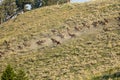 Running Herd Of Elk Stir Up Dust Cloud Royalty Free Stock Photo