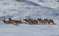 Running herd of elk in winter Royalty Free Stock Photo