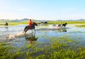 The running herd and horses Royalty Free Stock Photo